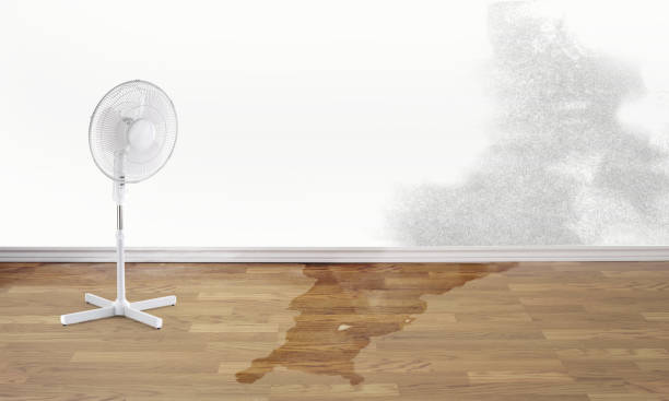Best Water damage restoration near me  in Frostproof, FL